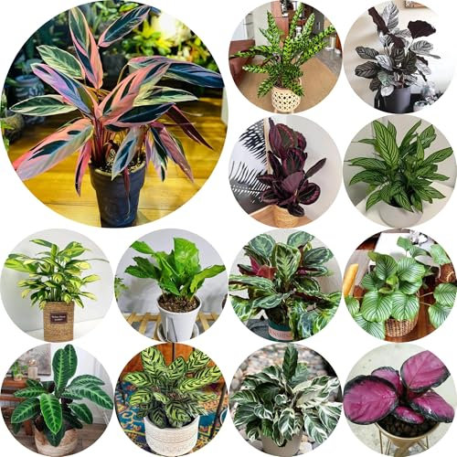 calathea pflanze samen - pfeilwurz - balkonpflanzen winterharte balkonpflanzen topfpflanzen draußen winterhart zimmerbonsai bonsai bio saatgut, gewächshaus klein fensterbank pflanzen 300pcs