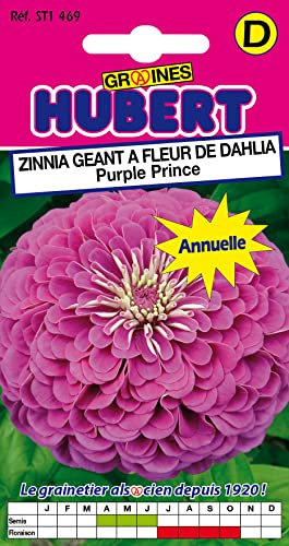 Graines de Zinnia Géant à Fleur de Dahlia Purple Prince - 1 gramme