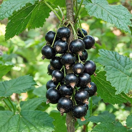 Svartt Vinbär Ben Nevis - 2 Plantor - Naturliga Växter från Holland - Vinterhärdiga Fleråriga Växter - Dekoration Trädgård, Krukor och Balkong - Inga Frön, Ej Konstgjord