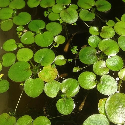 PERZOE 20 Stück Teichpflanze Lemna Minor Entengrütze, Samen Aquarium Landschaftsbau Dekoration Entengrütze-Samen 20St