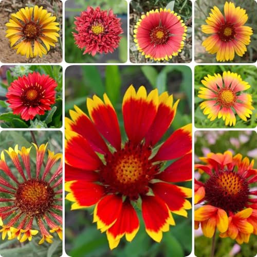100 pcs Gaillardia Pflanze Samen, bienenweide saatgut gastgeschenk blumensamen Kokardenblume Pflanze, balkonpflanzen bio saatgut pflanzensamen saatgut alte sorten wildblumensamen bienenweide
