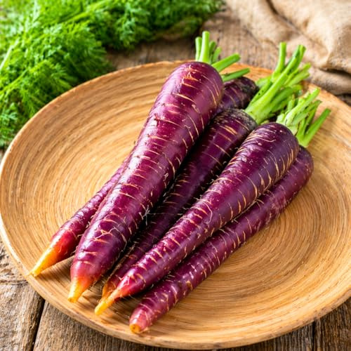 150 Semi Carota Viola – Varietà Antica Ricca di Antiossidanti | Carote Viola da Orto, Alta Germinazione, Ideali per Coltivazione in Vaso e Campo - ottima in cucina