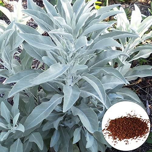 100 Stücke Weißer Salbei Samen Schöne offene bestäubte Kräutergartensamen mit hoher Keimung zum Pflanzen Weiß