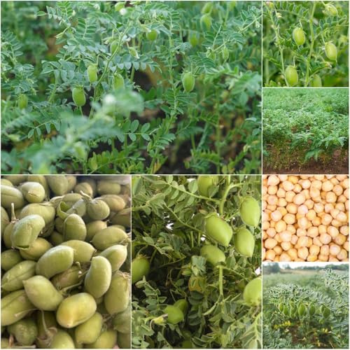 semillas de garbanzos - semillas de ajedrea jardín interior frijol y decorativas balcón resistentes jardín 35pcs
