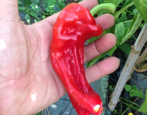 GRAINES DE PIMENT-ALEPPO + GUIDA COLTIVAZIONE