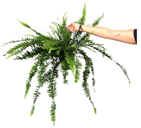 HELECHO CORDATA M15 30CM PLANTA NATURAL PERFECTA PARA EL EXTERIOR