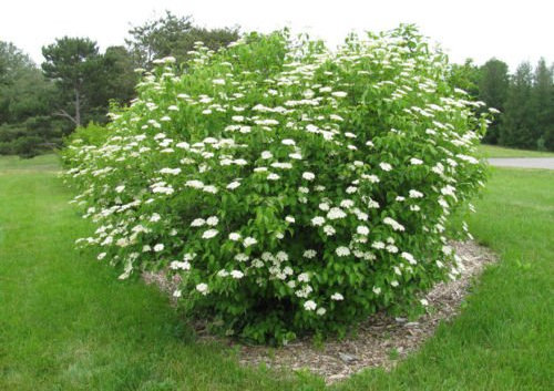 Viburno Viburnum Southern dentatum arbusto ornamentale, 25 semi:Semillas