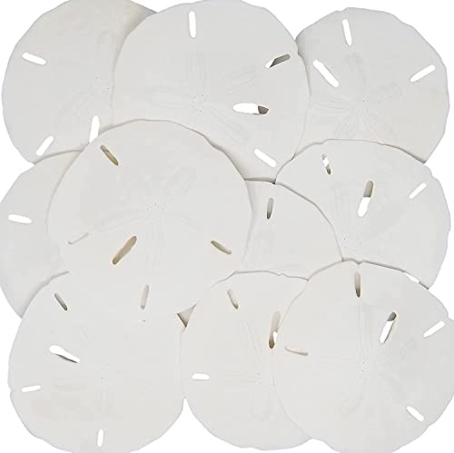 Dólares de arena de 7.6 cm a 8.9 cm – 15 piezas – Conchas marinas de boda para manualidades – Sandollars reales seleccionados a mano y empaquetados por Tumbler Home en Florida
