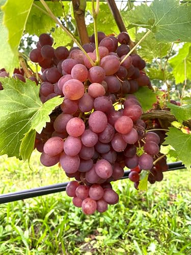 Lidi Tafeltraubenrebe | ertragreich & robust | Winterharte Rebsorte mit großen, roséfarbenen Trauben | Ideal für Garten, Balkon & Terrasse | 3-jährige getopfte Weinrebe