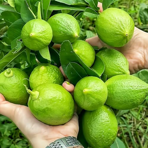 semi di limone, raro da frutto colonnari esotico da frutto nani, resistenti di limone colonnare semi balcone serre balcone colonnari comprare 300pcs