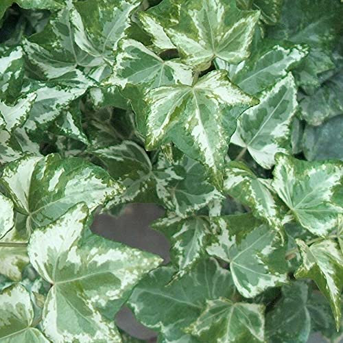 3 X HEDERA Helix 'Marbled White' Trailing Ivy Evergreen Shrub Hardy Plant in Pot