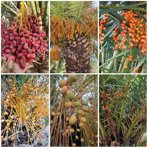palma da datteri, serra interna in vaso rialzate da giardino roccioso resistenti al pieno sole giardino varietà biologiche tradizionali balcone raro 40semi