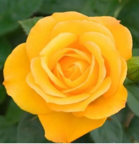Arthur Bell Climbing Rose Plant, Yellow Hybrid Tea, Fragrant, 3 Litre Pot