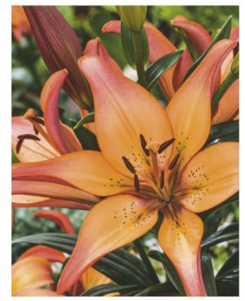 AGRONOM | LIRIOS - SUNSET | Bulbos de flores perennes | Flores naranjas | Cultivadas en jardines de flores, macetas y céspedes floridos | 2 bulbos