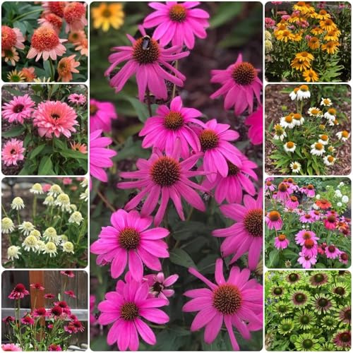 Semi di echinacea, decorazione da giardino per esterni Semi di Echinacea purpurea 350pcs