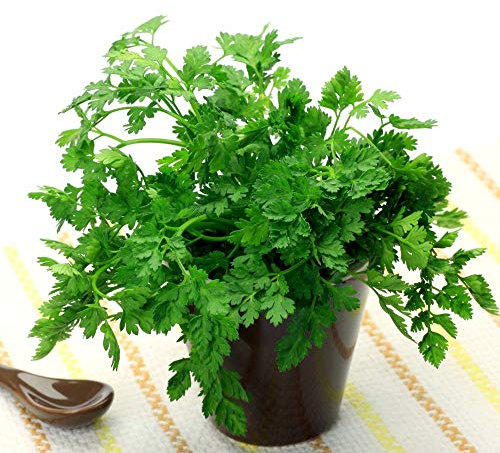 Graines de cerfeuil - Anthriscus cerefolium - 400 graines