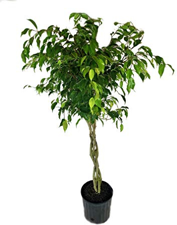 Ficus Benjamina Weeping Fig Braided Tree - Live Plant in a 10 Inch Pot - Ficus Benjamina - Beautiful Ornamental Interior Tree