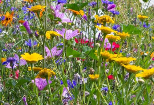 50qm Original Veitshöchheimer Bienenweide - mehrjährig | Artenreiche bunte Blumenmischung mit mehr als 40 Blumen- und Kräutersorten Insektenparadies