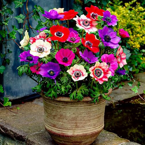 Bulbes Anemones de Caen - 50 Bulbes de Fleurs à Planter Extérieur - Plantes Vivaces Exterieur - Rustique - Naturelle Plantes de Hollande pour Jardin, Pot et Balcon (pas de graines, non artificielle)