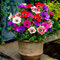 Mélange de bulbes d'anémones de Caen (50 pièces) Bulbes vivaces et rustiques pour pots, balcons et jardins (plante forte, pas de graines et non artificielle)