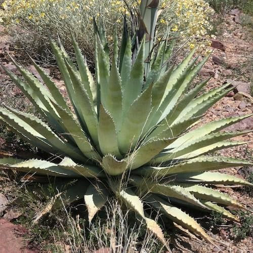 20 Graines AGAVE Chrysantha - Agave dorée - Rare - Exotique - Fleur Jardin Plante - 255