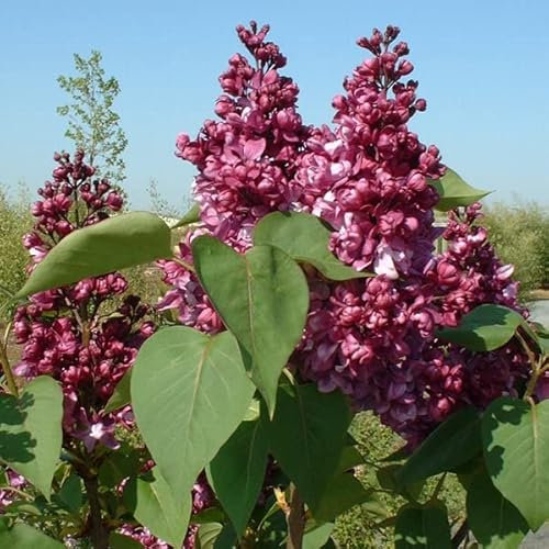 Edelflieder 'Mrs. Edward Harding' - Syringa vulgaris 'Mrs. Edward Harding' 40-60 C - 40-60 cm Topf