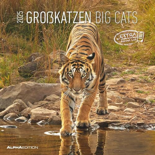 Alpha Edition - Großkatzen 2025 Broschürenkalender, 30x30cm, Wandkalender mit Platz für Notizen und Termine, Motive von Löwen, Tigern und Co., Monatsübersicht und Ferientermine DE/AT/CH