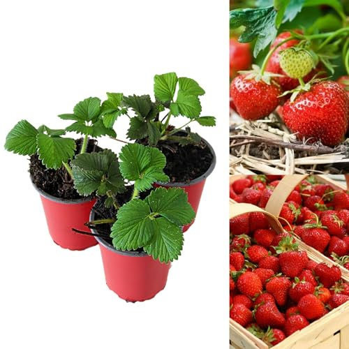 Carbeth Plants - Strawberry Cambridge Favourite Fruit Plants - Hardy Garden Bushes in 9cm Pots - Grow Your Own (6)