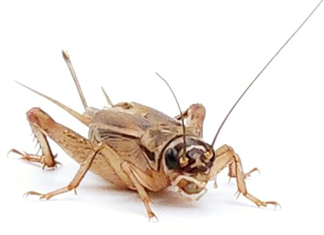 Eurocrickets | Levande fodersyrsor storlek nr 4 (12–14 mm) Medium | Midi Pack – 250 st | foderinsekter för grodor