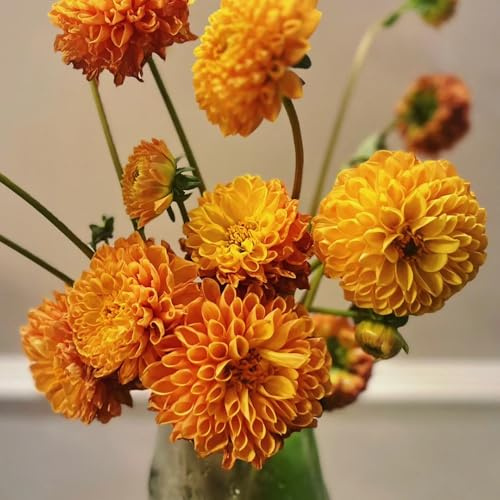 Bulbos de dalia, resistentes para balcones de interior bonsai bulbo comprar 3pcs