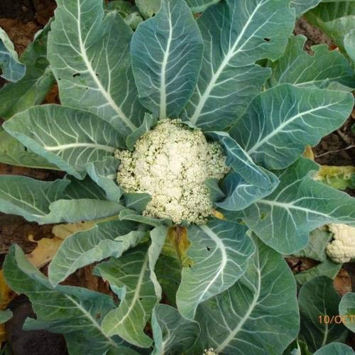 Shopvise coliflor Semillas (25 por paquete)