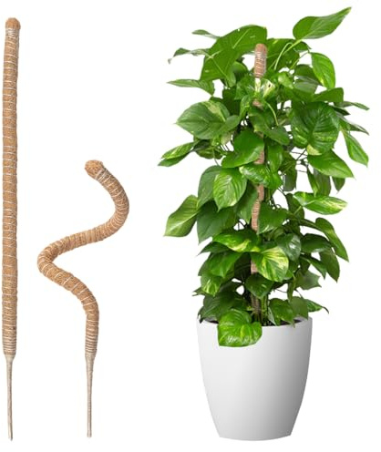 Wigearss 2 Pezz Bastone di Muschio, Palo Cocco Piante Sostegno Piante Supporti, Pieghevoli Fibra di Cocco, Tutore Muschiato per Monstera Rampicanti, 70cm