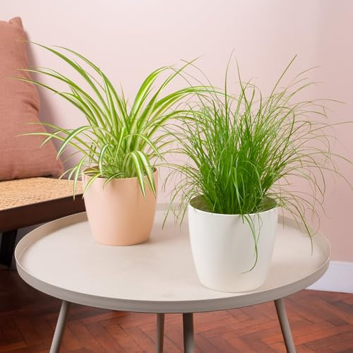 2 x Ensemble de Plantes d'Intérieur Amies des Animaux - Pack Jumeau de Cyperus Zumula et Chlorophytum Variegatum - Mélange de Plantes Amies des Chats en Pots de 12 cm.