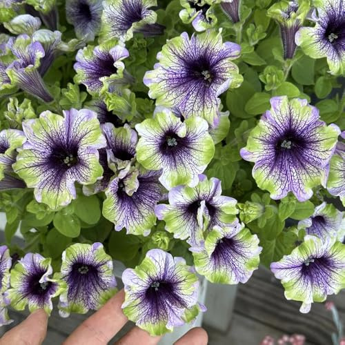 semi di petunia - rampicanti resistenti giardino aiuole rialzate esotiche 450pcs