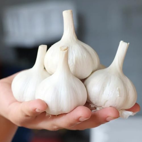 semillas de ajo, para camas elevadas, jardín de para balcón ajo, raras, orgánicas, jardín 100pcs