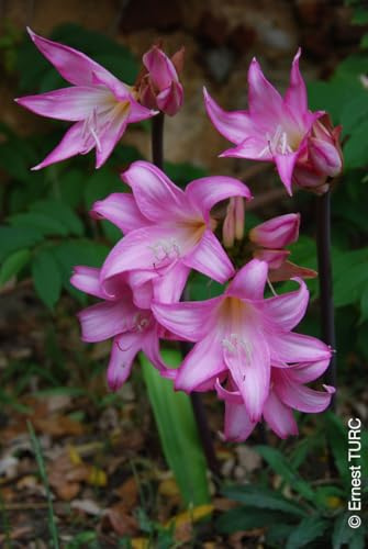 Amaryllis belladonna/Lys belladonne/Conteneur de 1 à 1.9 litres/Vivace bulbeuse