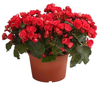 Begonia Hiemalis Mix Color La Planta de Floración Abundante