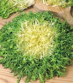 INDIVIA RICCIA CAPILLINA NR.1000 SEMI