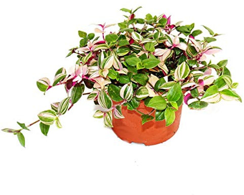 exotenherz - Trimaster Flower - Tradescantia quadricolor - Plante d'intérieur à suspendre facile d'entretien - Pot de 12 cm