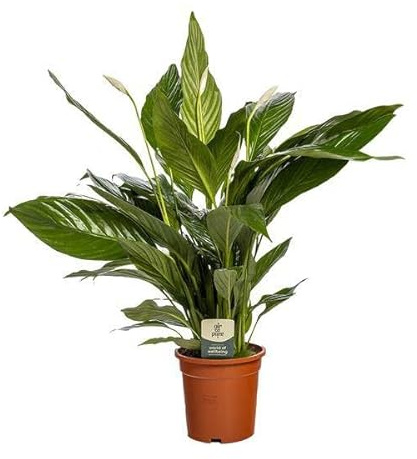 Einblatt Spathiphyllum Bingo Cupido – Zimmerpflanze – Ø19cm – 80cm Höhe – Friedenslilie mit weißen Blüten – luftreinigend & pflegeleicht