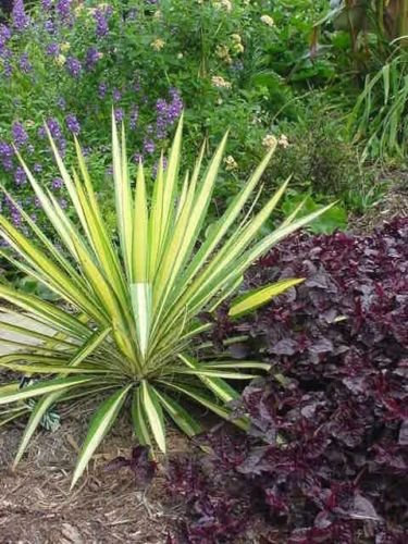 5 Seeds of Yucca Filamentosa Variegated Adams Needle Yucca Seeds