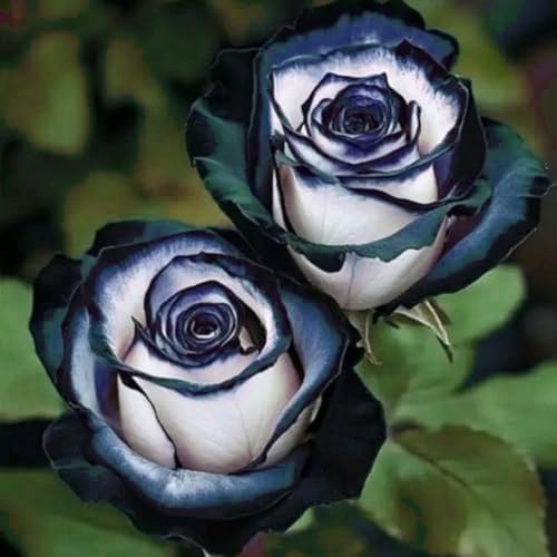 Cipolle con rose resistenti all'inverno, grazia, decorazione da giardino, rizoma di rosa, aroma affascinante, mix di cipolle, rose viola resistenti all'inverno, 1 cipolle