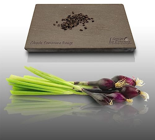 100 graines d'Aromatiques à semer - CIBOULE Rouge - Allium fistulosum