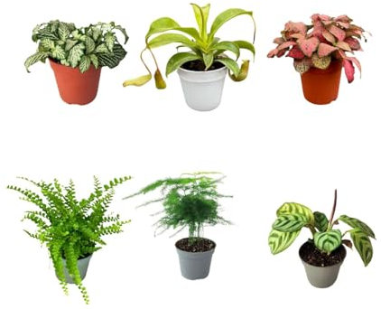 I Giardini di Giulia | Kit 6 plants verts pour Terrarium Fai-da-Te | Fittonia Rouge et Blanc, Fougère, Lierre, Mini Calathea | Plantes Vives d'intérieur (avec Nepenthes Mini)