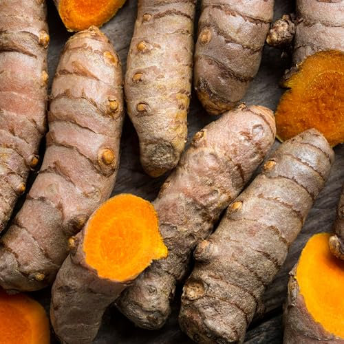 Plant in a Box - Gurkmeja - Curcuma longa - 2 rhizomer - Exotisk kryddväxt för kruka, växthus eller trädgård