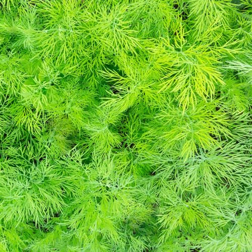semi di aneto perenni resistenti - giardino di esotiche Decorazione del balcone biologici, 400pcs