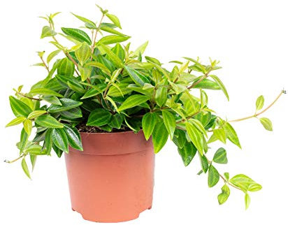 Zwergpfeffer Mix Smit-Sortiment - pflegeleichte Zimmerpflanze, Peperomia - Höhe ca. 12-15 cm, Topf-Ø 10,5 cm