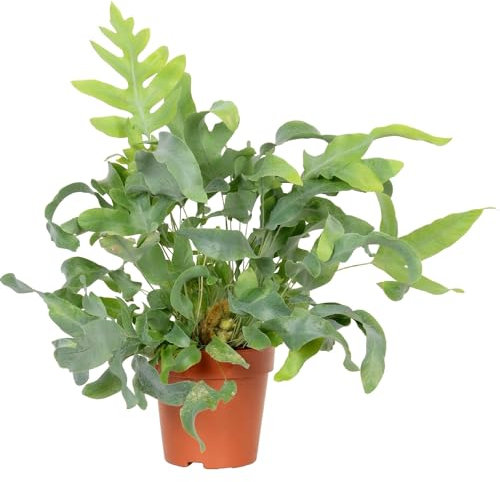 Helecho Azul Natural Planta de Interior con Hojas Colgantes y Fácil de Mantener