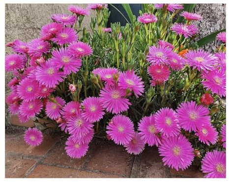 Delosperma John Proffitt ICE pianta rustica SEMI esotiche!