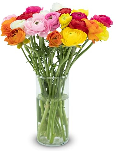 Stargazer Barn – 20 Stem Ranunculus Bouquet (Vase Not Included) - Hand-Tied in the USA - Fresh Flower Delivery for Birthday, Anniversary, Sympathy, Home Decor, Wedding, Mother's Day